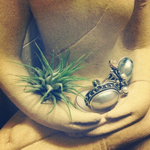 #airplant #tillandsia #rings #pearlrings #buddha #instapictures