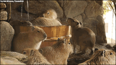 capybara animals gif | WiffleGif