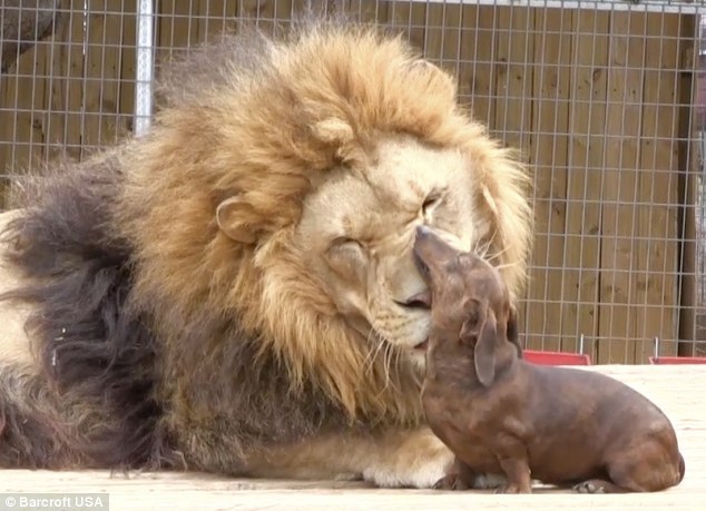 (via Lion and dachshund are best friends [7 pictures] - 22 Words)