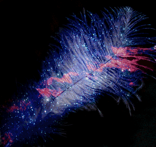 heather feather colourful gif