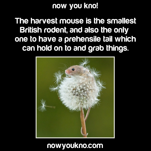 fact facts cute animals harvest mouse animal facts