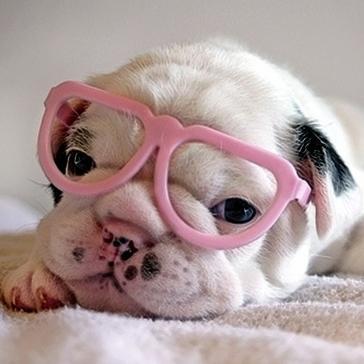 Hipster Puppies on Hipster Puppies