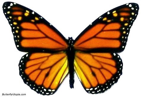 monarch tattoo