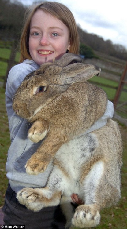 Herman Giant Bunny