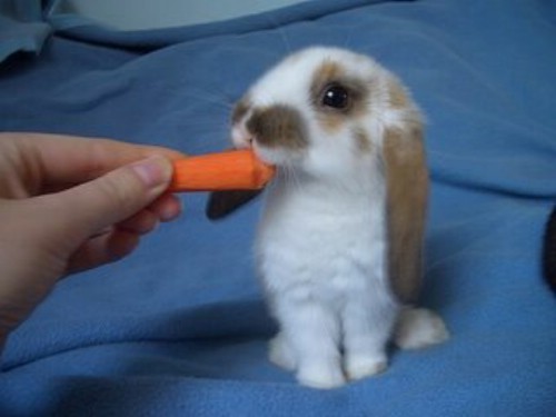 so lovely rabbit