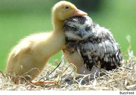 baby animals in love. Tagged: duckowlaby