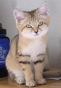 Sand Cats Pictures