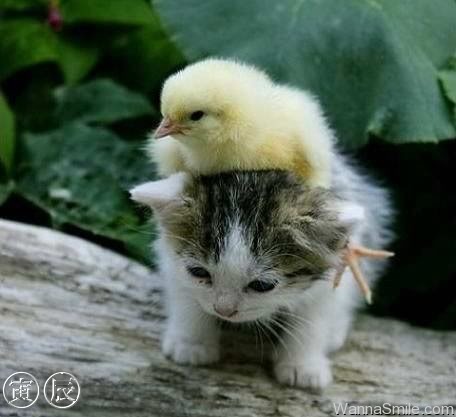 baby animals in love. Tagged: chickkittycataby