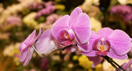 Uma das lindas orquídeas que foram expostas na Festa das Flores de Joinville do ano passado. Não foi a vencedora, mas cada uma tinha sua beleza! A festa é um ótimo lugar para se divertir tirando milhares de fotos.. Logo logo vou postar mais algumas!