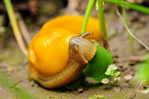 Banana Snail