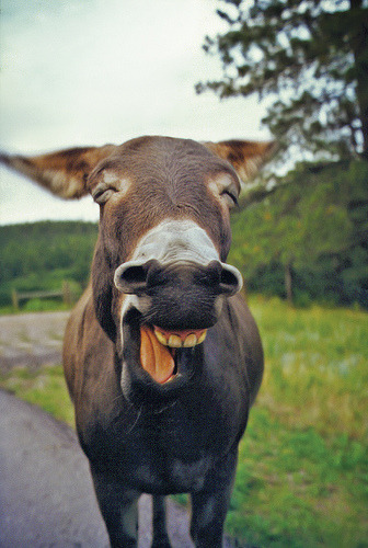 Laughing Donkey (by jaxxon)