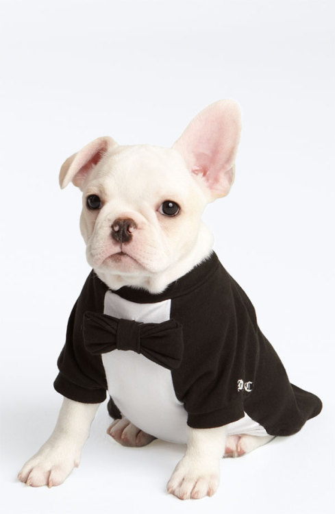 Dogs In Tuxedos