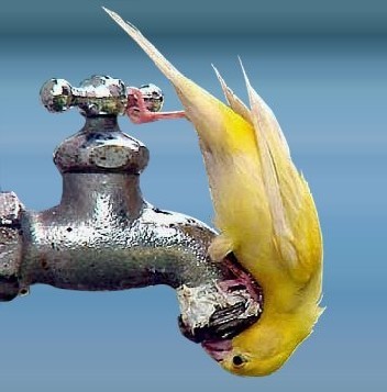 Bird upside down trying to tap into a drinking water