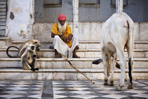 A surprising scene in the streets of Pushkar, India.