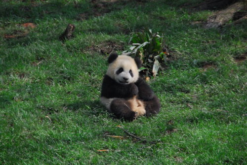 meinparfum:

fuckyeahgiantpanda:

By Pandas International.


