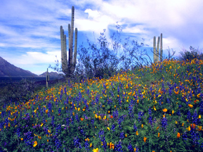 tumblr flowers 1998 Arizona start Wildflowers anywhere
