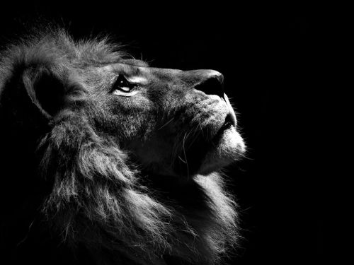 black and white lion wallpaper. Lion Profile Photo, Animal