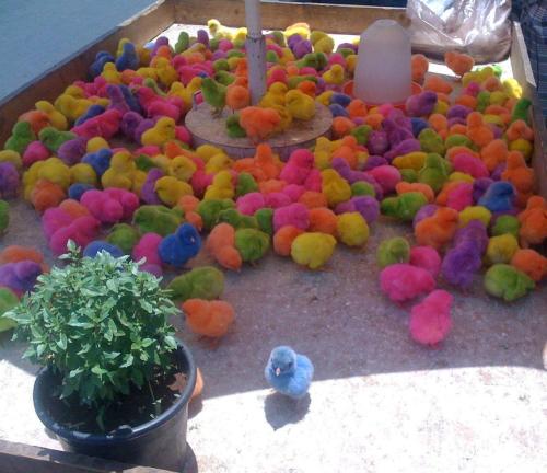 Dyed Easter Chicks