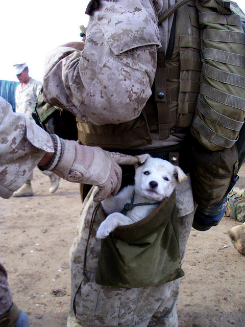 A small puppy wandered up to U.S. Marines from Alpha Company, 1st Battalion 6th Marines, in Marjah, Afghanistan on ******. After following the Marines numerous miles, a soft hearted Marine picked the puppy up and carried the puppy in his drop pouch.
Marines+puppies=cutest combination in the world! ♥
Ohhhhh&#8230;and the paracord collar is sooooooo cuuutteeeeee! :)