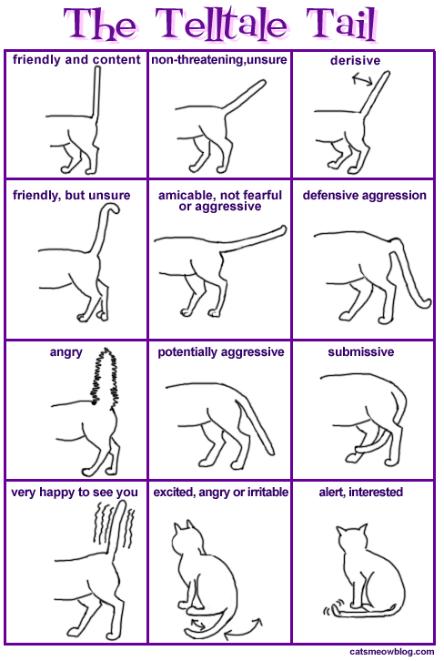 The cat tail emotion chart..
merepek:

jenis ekor kucing :D
