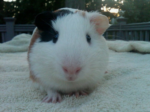 My guinea pig, Hamilton.