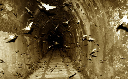 riotclitshave: Bats in the Tunnel by Jason J Cane