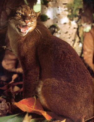 Filed under animals cats wild cat jungle borneo indoneasia bornean bay