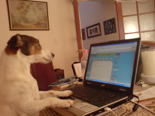 HELL YEAH LOOK AT THIS FUCKING DOG DO SOME FUCKING TYPING ON THAT COMPUTER