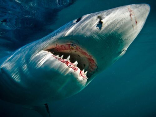 National Geographic Wallpaper Of The Day. graphic]. Great White