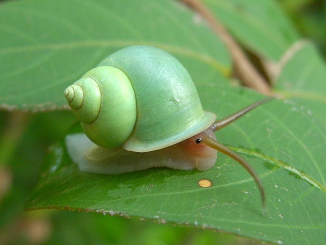 honeygoldensyrup:

first time…………snail looks cute.
