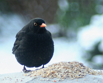 Black angry bird&#8230; the real thin. Pretty chuffed to have found this&#8230; it&#8217;s spot on, no?
thanks to this nice fella on flickr