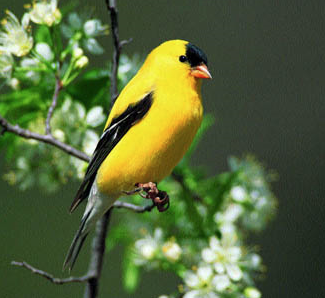 the real yellow angry bird. couldn&#8217;t find a triangular bird.