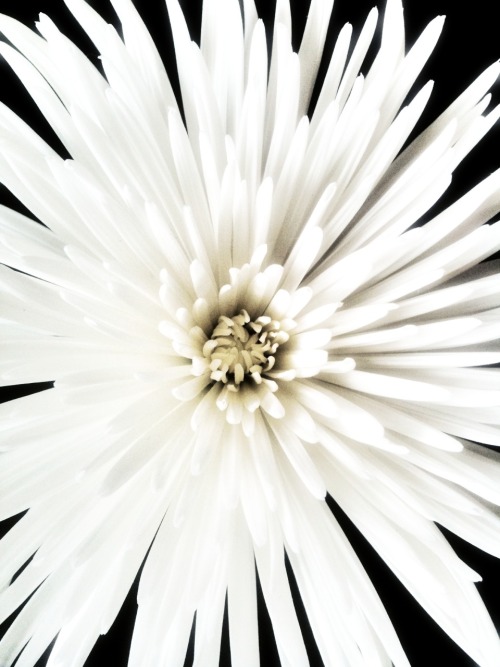 flower background tumblr. FLOWER BACKGROUNDS FOR TUMBLR