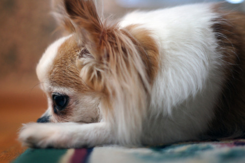 cute long haired chihuahua puppies. my long haired chihuahua,