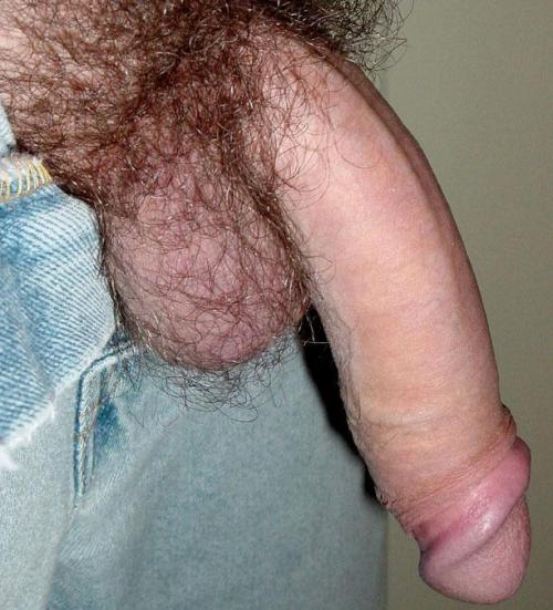 Hairy Cocks And Balls 111