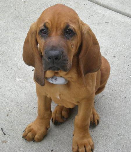 bloodhound puppy puppies cute adorable dogs animals · Posted 2 months ago
