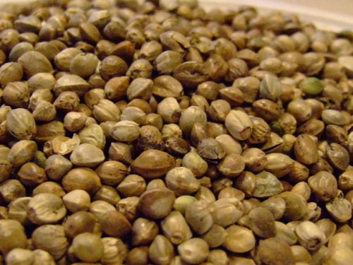 Cannabis Sativa Seed Oil
