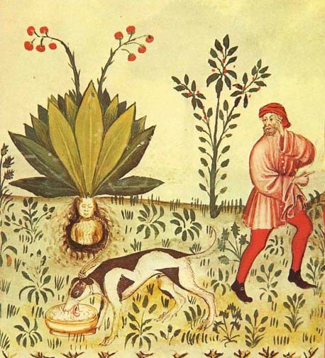 uncertaintimes:

Mandrake (Mandragora officinarum), from Tacuinum Sanitatis (15th c.)