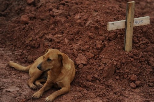 Cachorro Leão ‘guarda’ o túmulo de sua dona, Cristina Maria Cesário Santana, morta nas chuvas do Rio. Há dois dias, o animal não sai do lado do túmulo, em Teresópolis. ISSO SIM  É AMOR.