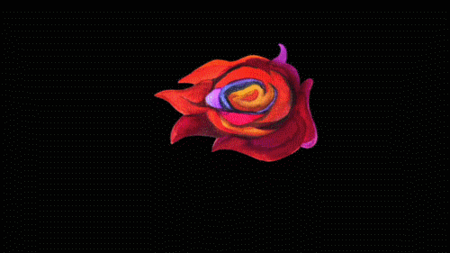 Rosa colorida