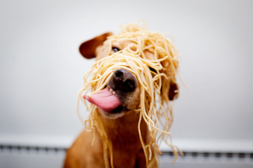 ablogfordogs:

its spaghetti!

I loved this copyrighted image so…