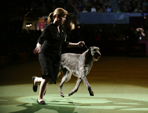 Handler Angela Lloyd. Handler Angela Lloyd and Hickory the Scottish Deerhound just before winning “Best in Show” Feb 15. (via 135th Westminster Kennel Club Dog Show )