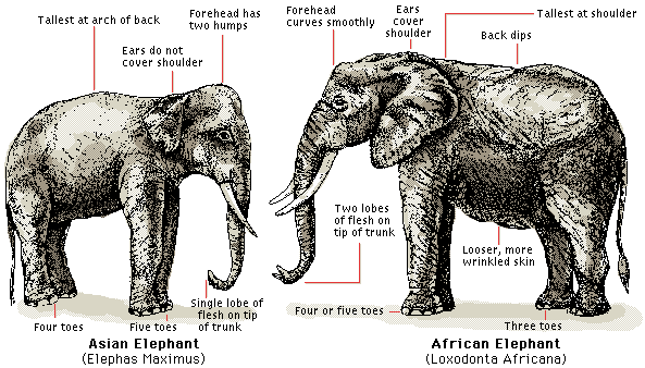 african elephant ears. African elephant#39;s have large
