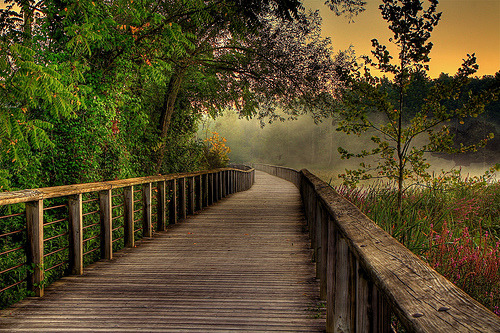 bridge #nature #beautiful nature