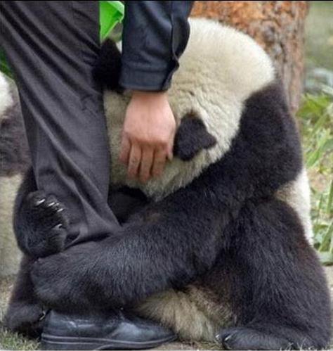 
“Urso panda que sobreviveu ao tsunami no Japão, assustado, abraça a perna de um policial”.
