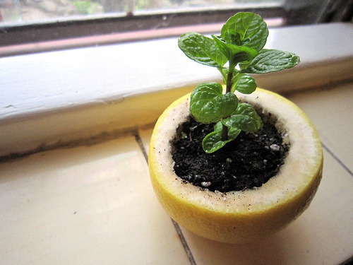 gotitgrowingon:

sustainable-sam:

 
Use Citrus Peels To Start Your Seedlings 

 I have to try this!!

Try it &#8212; it can work well!
