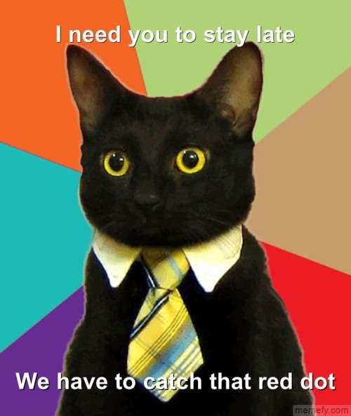 business cat red dot. usiness cat middot; laser-red-dot