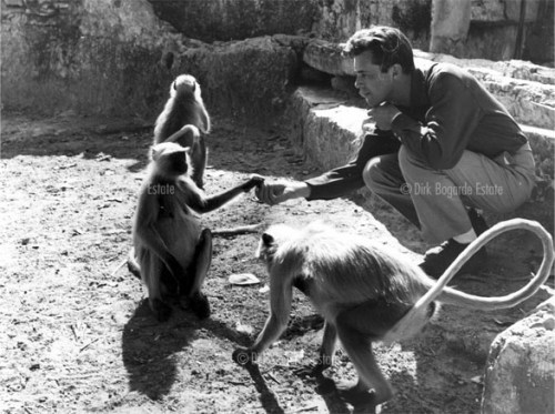 Dirk Bogarde feeding monkeys Cute