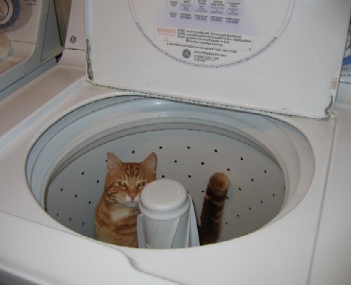 Washing Cats