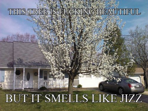 Tree Smells Like Cum 19